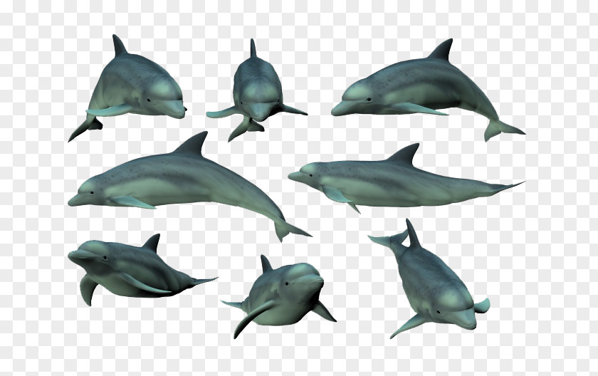 Blue Dolphin Collection Tucuxi Common Bottlenose Mammal PNG
