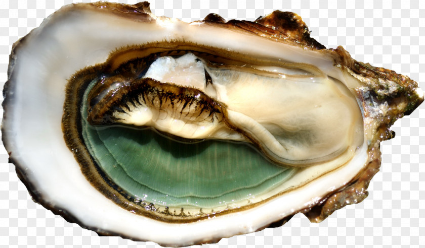 Concilio Dell'ombra Galway International Oyster Festival Marennes-Oléron Clam Mussel PNG