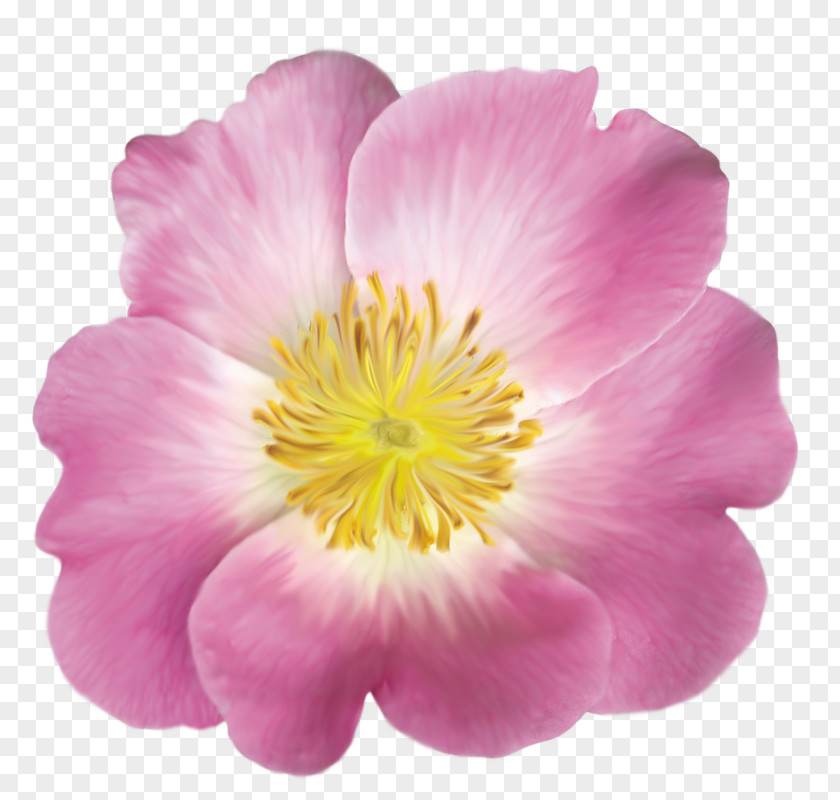 Dog-rose Sweet-Brier Magenta Peony PNG