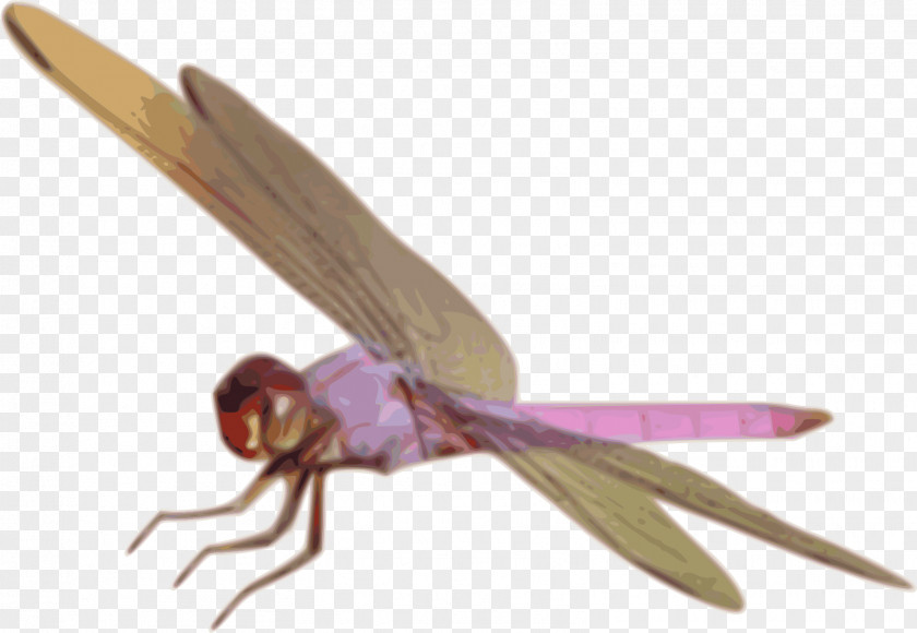 Dragon Fly Dragonfly Insect Clip Art PNG