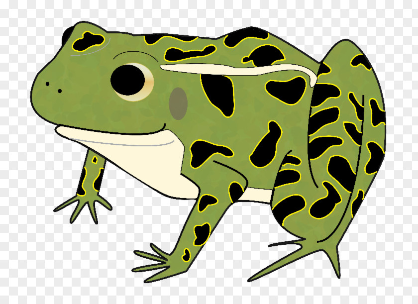 Frog American Bullfrog Clip Art Toad Leopard Frogs PNG
