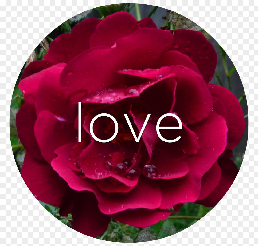 Love Rose Flower Garden Roses Cabbage Floribunda Petal Peony PNG