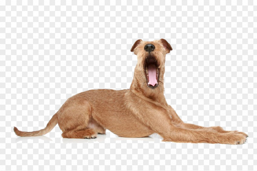 Puppy Basenji Chinese Crested Dog Shih Tzu Boston Terrier PNG