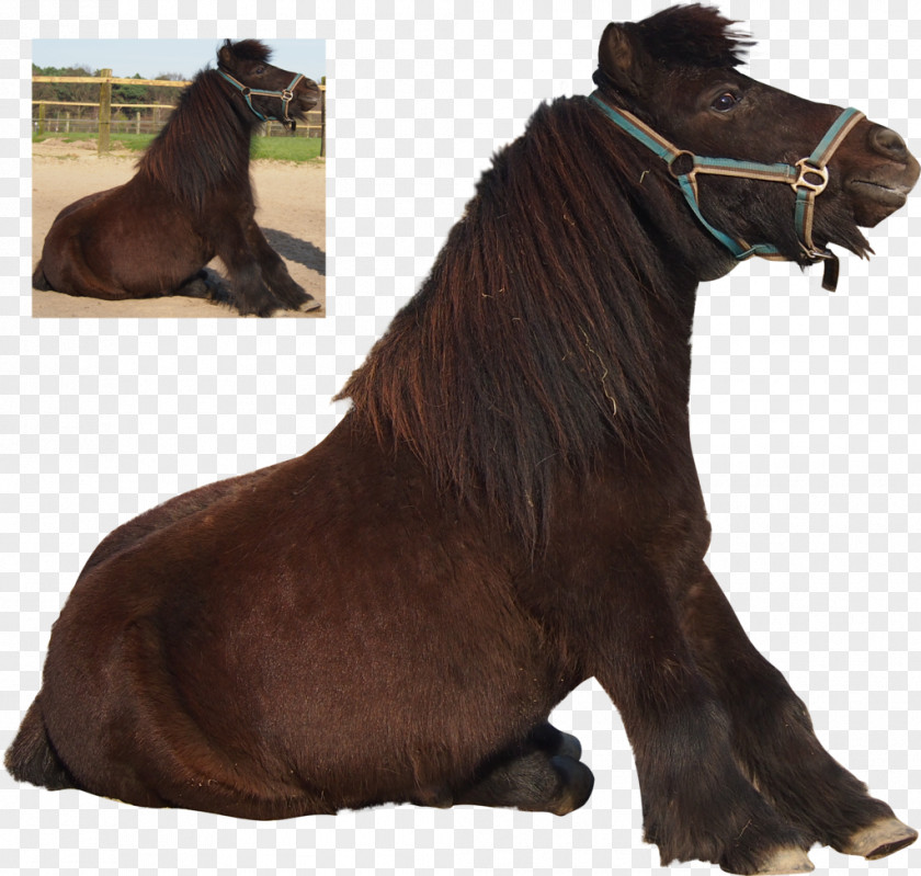 Shetland Pony Mane Mustang Stallion PNG
