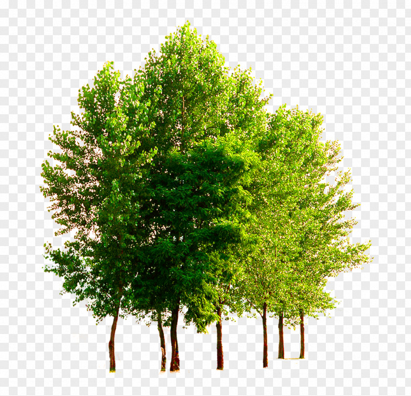 Trees, Tree, Taobao Material, Heat Technology Natural Resource Air PNG