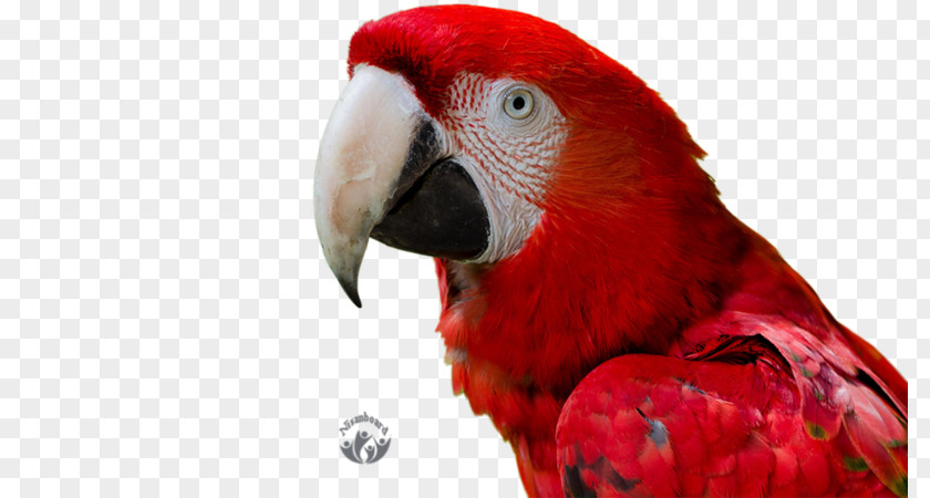 Bird Macaw Parrot 4K Resolution High-definition Television PNG