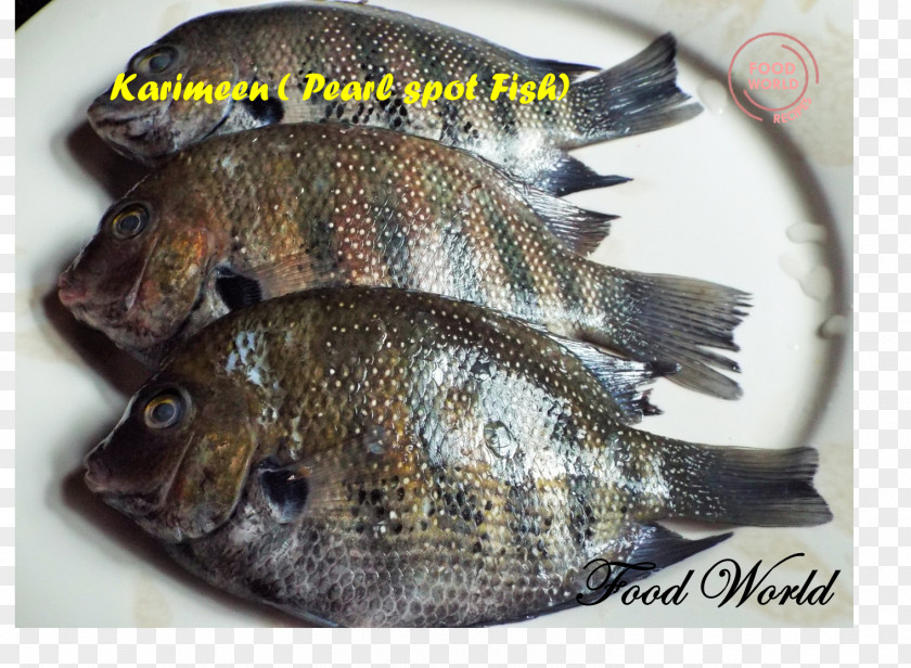 Fish Tilapia Products Green Chromide Tempura PNG