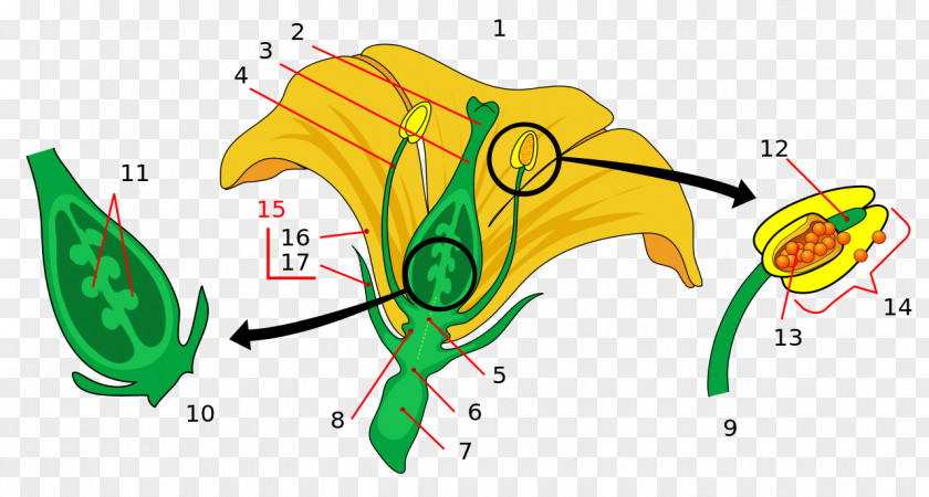 Flower Flowering Plant Pollen Ovary Anatomy PNG