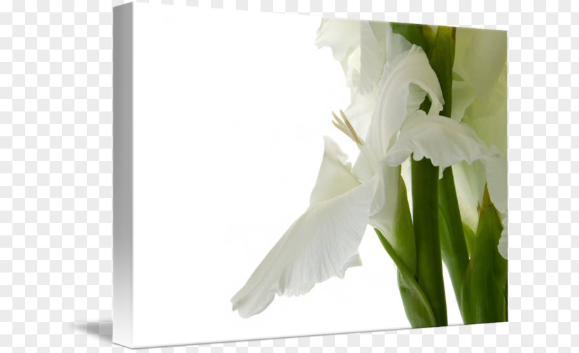 Gladiolus Flower Stock Photography Bulb PNG