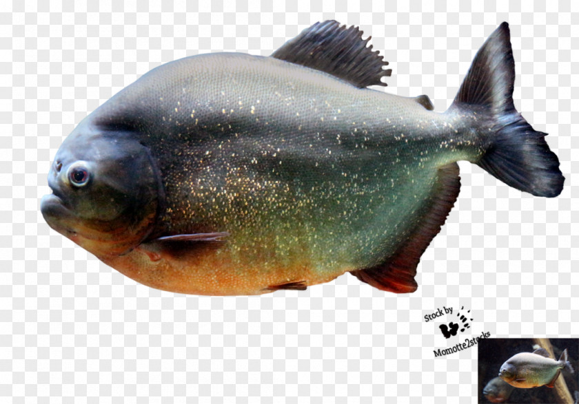 Haircut Red-bellied Piranha Fish Northern Pike PNG