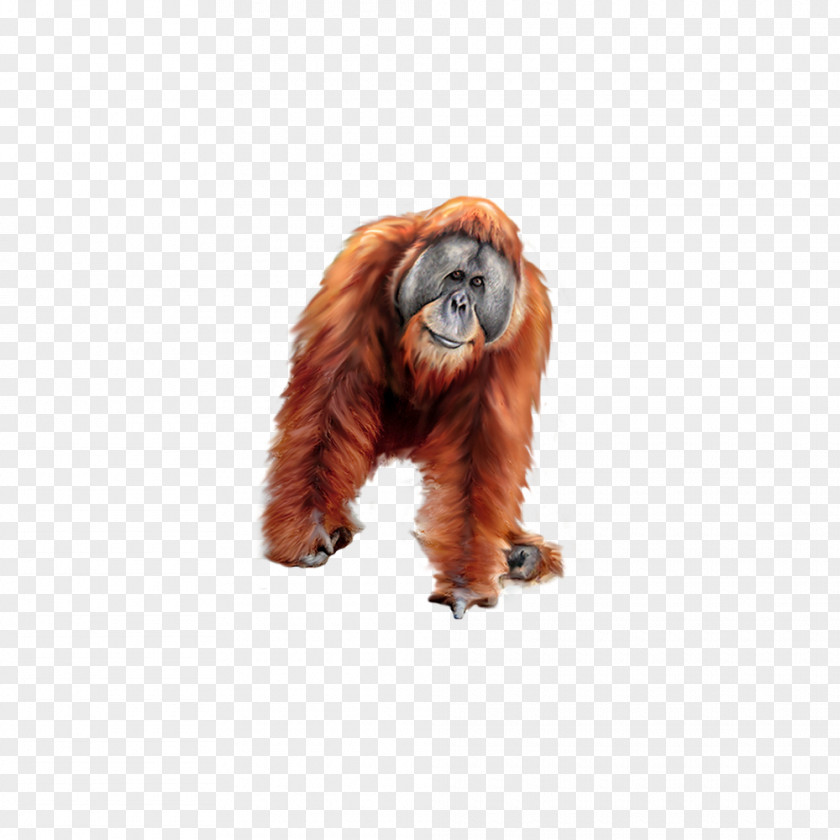 Orangutan Gorilla Tiger Baboons PNG