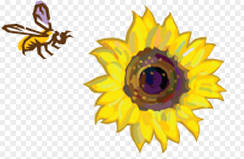 Sunflower Field Common Sunflowers Honey Bee Image PNG