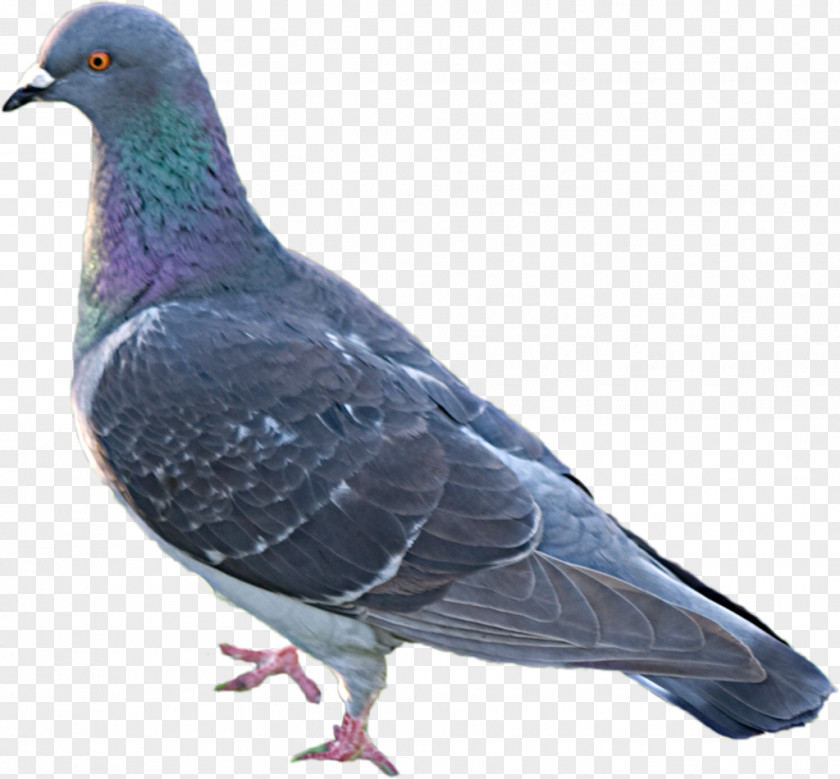 Bird Stock Dove Rock Columbidae Feather PNG