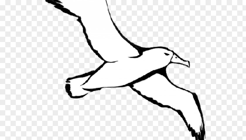 Elbow Foot Bird Line Drawing PNG