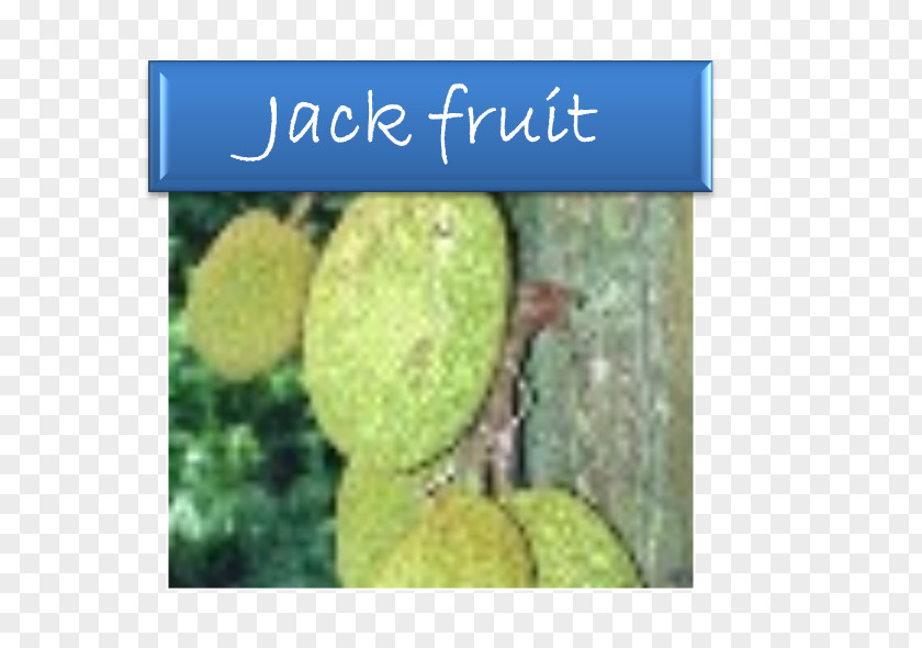 Jackfruit Breadfruit Fruit Tree Soursop PNG