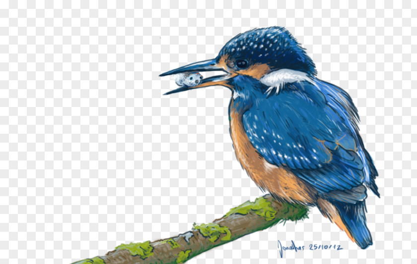 Kingfisher DeviantArt October 25 PNG