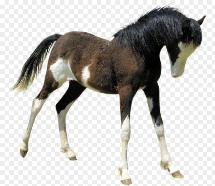 Mustang Stallion Pony Foal Mare PNG