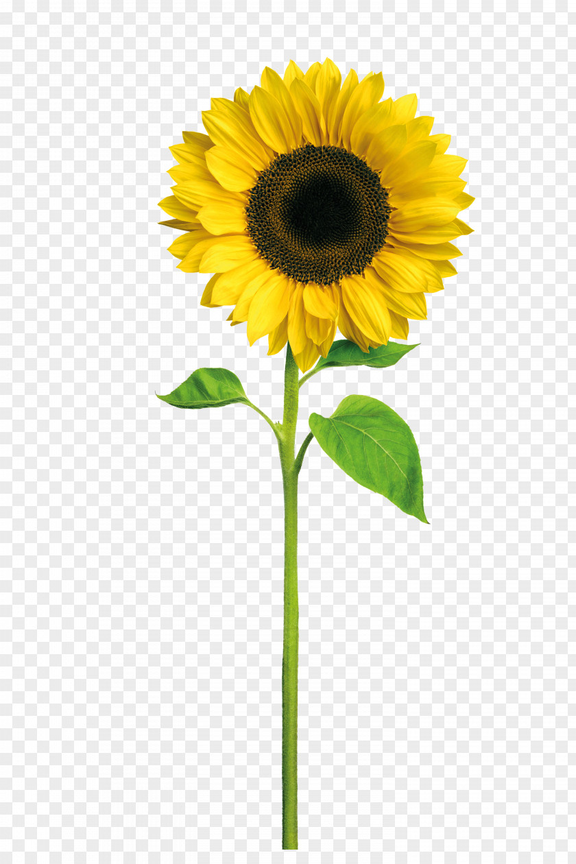 Sunflower Birthday Wish Affinity Daughter Greeting Card PNG
