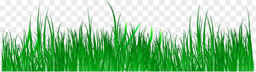 Vector Spring Green Meadow Creative Panels Wheatgrass Commodity Computer Wallpaper PNG