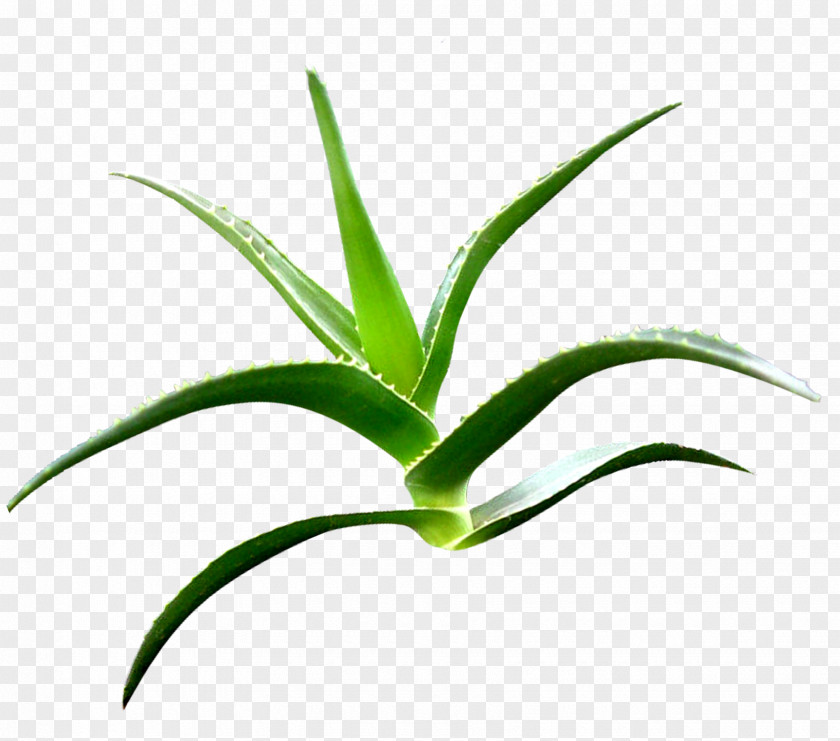 Aloe Vera Clip Art PNG