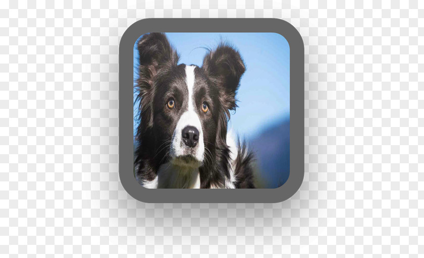 Android Border Collie Rough Dog Breed Companion PNG