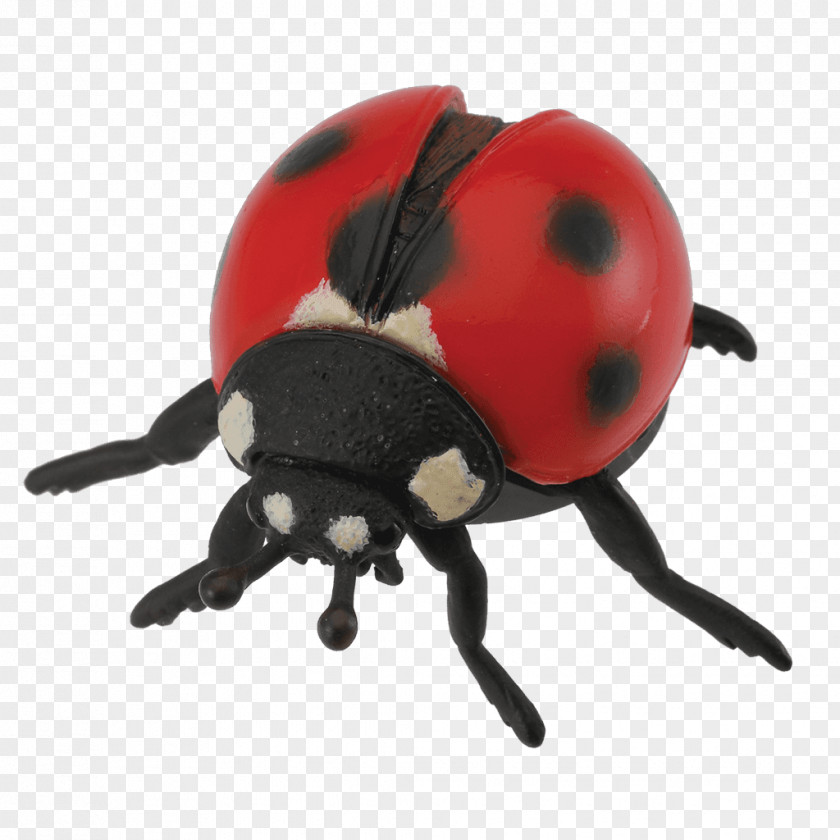 Beetle Ladybird The Toy Seven-spot PNG
