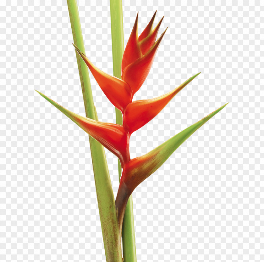 Flower Vase Colombia Lobster-claws Cut Flowers Plant PNG