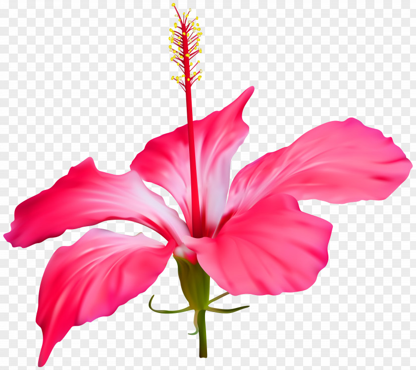 Hibiscus Flower Transparent Clip Art Shoeblackplant Floral Design Petal Weighing Scale PNG
