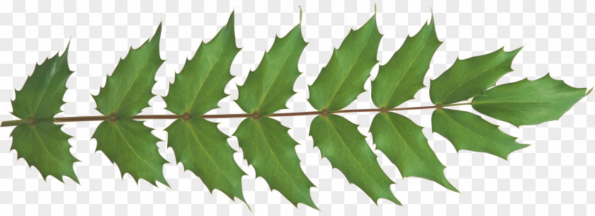 Leaf Plant Stem Branch Clip Art PNG