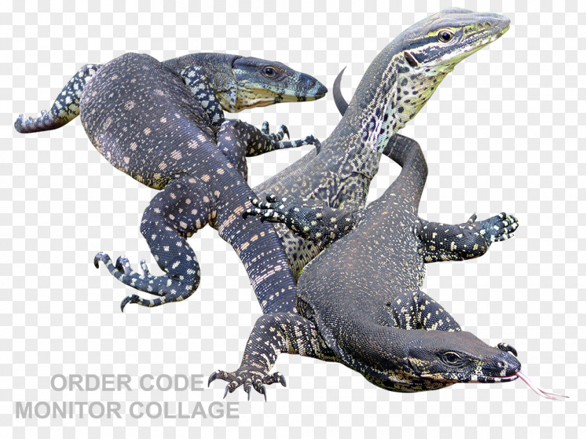 Lizard Fauna Terrestrial Animal PNG