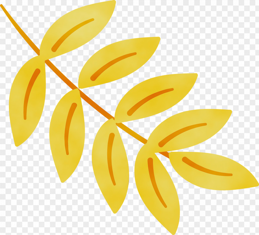 Petal Angle Line Yellow Meter PNG