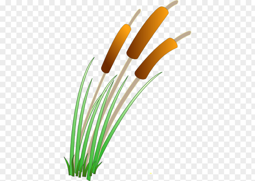 Swamp Cliparts Cattail Wetland Pond Clip Art PNG