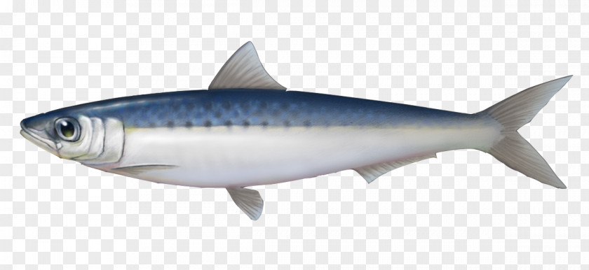 Yantai Sardine Mackerel Oily Fish Herring PNG