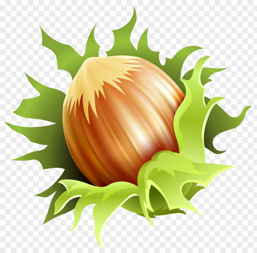 Hazelnut Cliparts Drawing Clip Art PNG