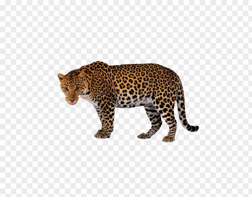 Leopard Tiger Black Panther Clip Art PNG