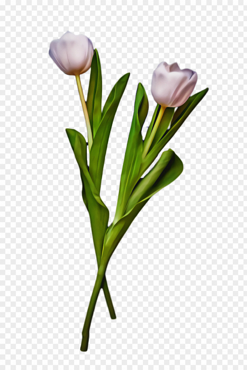 Lily Family Pedicel Flower Cartoon PNG