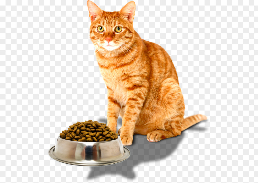 Pet Food Kitten Tabby Cat Burmese Dog PNG
