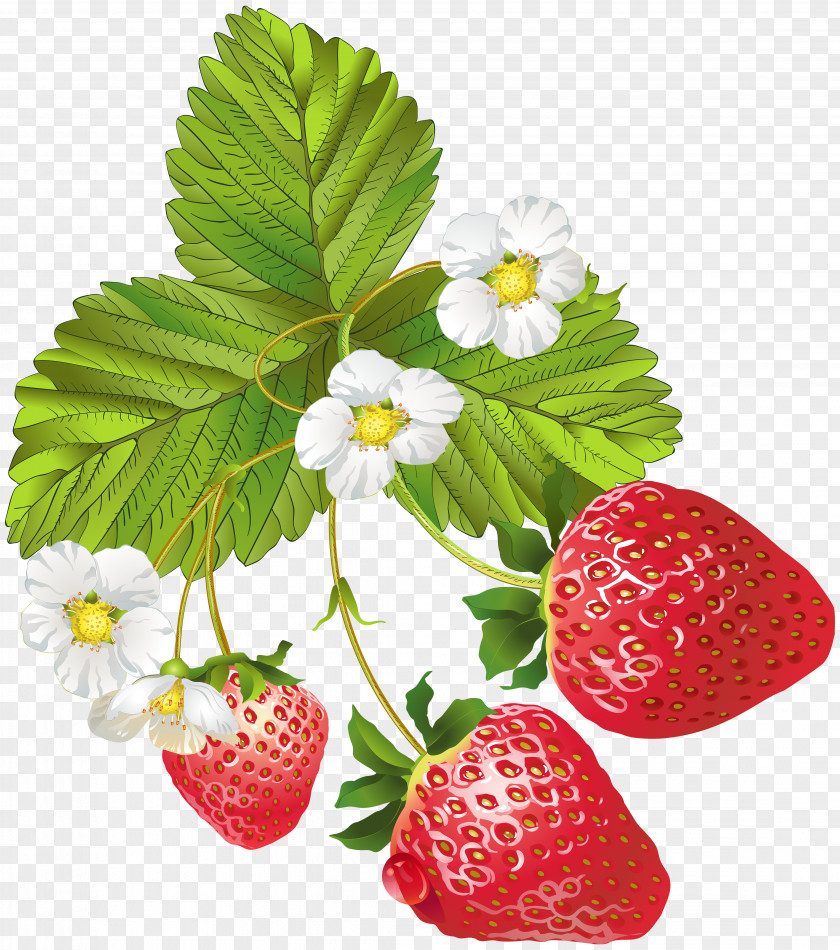 Blooming Strawberries Clip Art Image Strawberry Frutti Di Bosco PNG