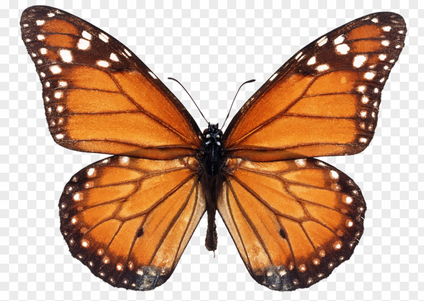 Butterfly Monarch Milkweed Butterflies Viceroy Stock Photography PNG