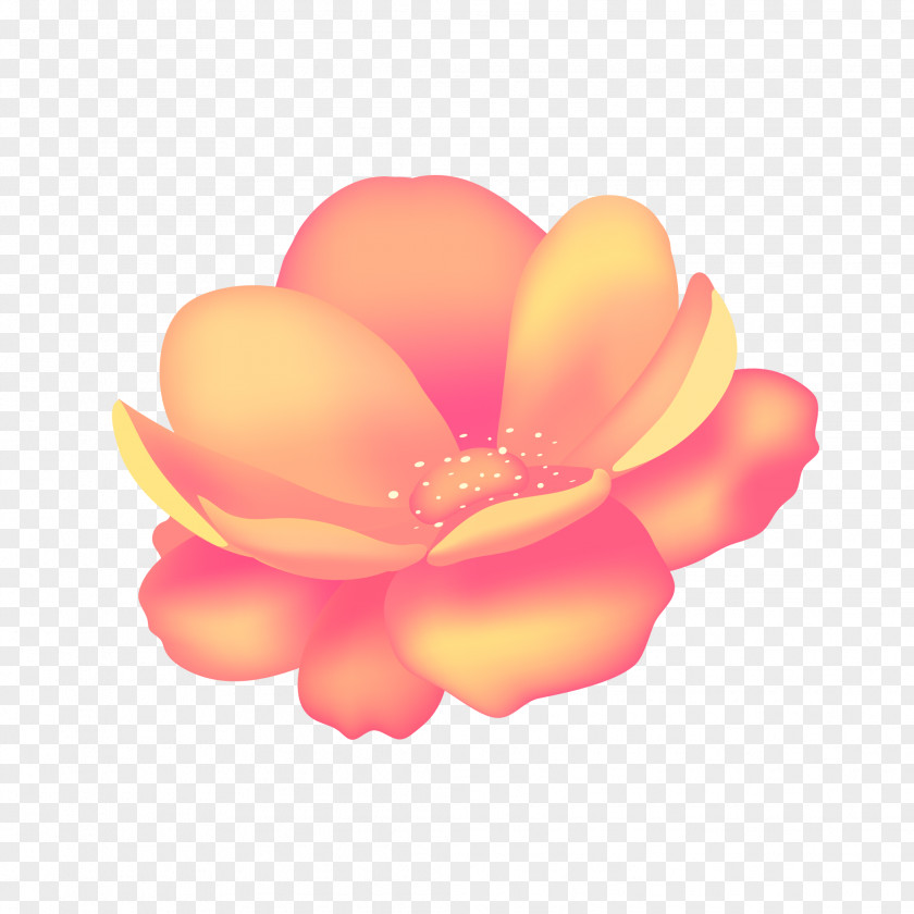 Delicate Flower Cartoon Peach Rose Family Image PNG