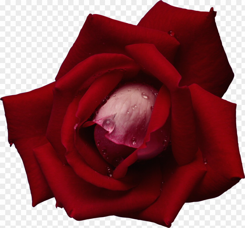 Flower Garden Roses Red Blue Rose Rosa Gallica PNG