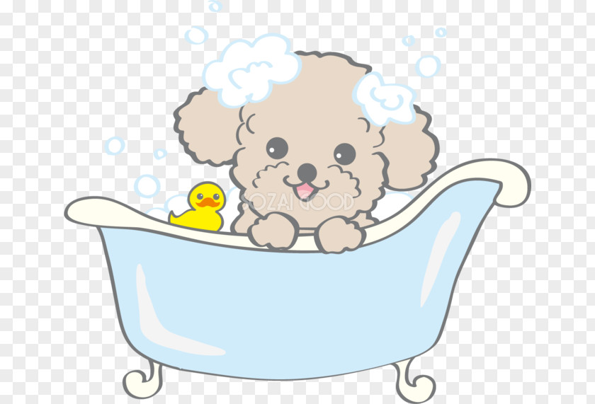 Puppy Dog Breed Poodle Shampoo PNG
