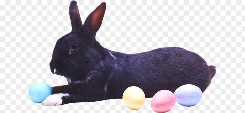 Rabbit Hare Domestic Easter Bunny Angora PNG