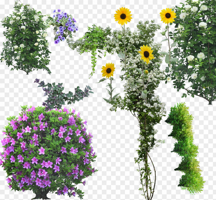 Tree Flower Shrub Arbor Day PNG