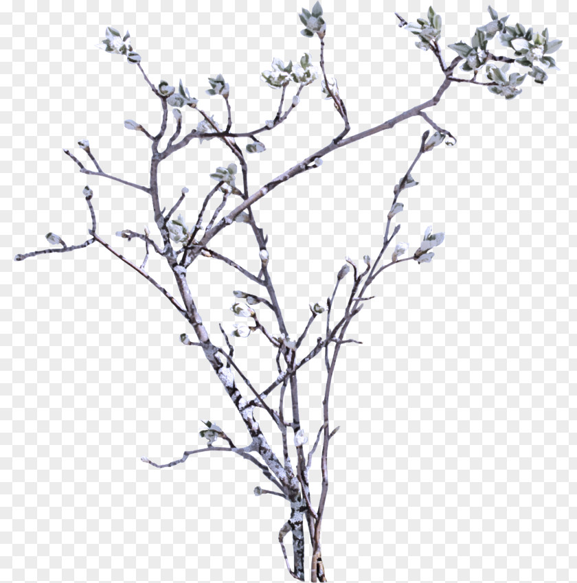 Flower Plant Stem Branch Tree Twig Woody PNG