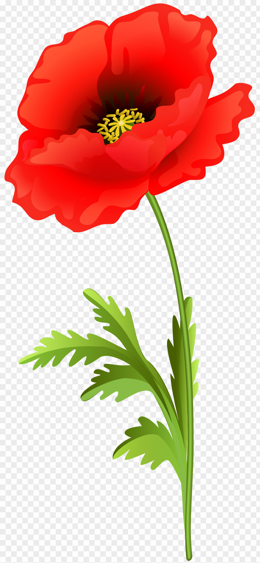 Poppy Clip Art Image Vector Graphics PNG