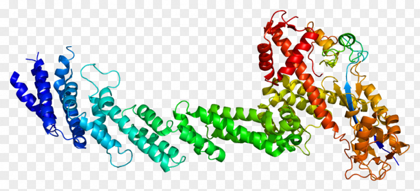 Protein S RBX1 CUL1 Cullin Ubiquitin Ligase PNG