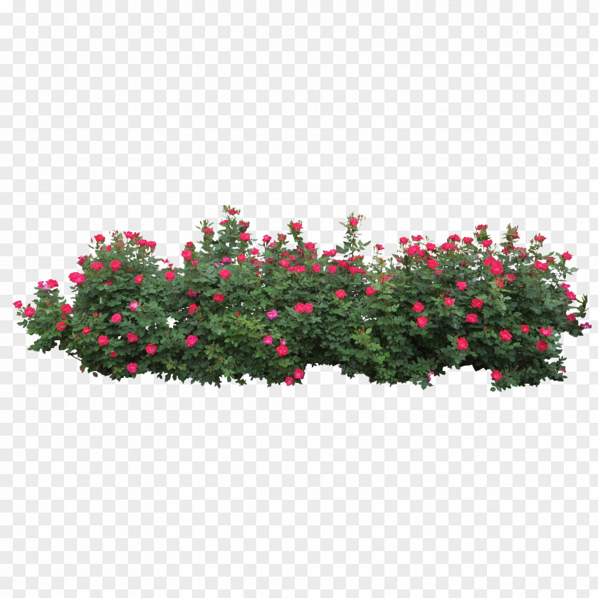 Rose Bush Centifolia Roses Shrub Tree Clip Art PNG