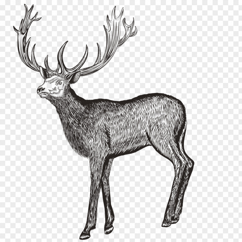 Vector Deer Drawing Photography Illustration PNG
