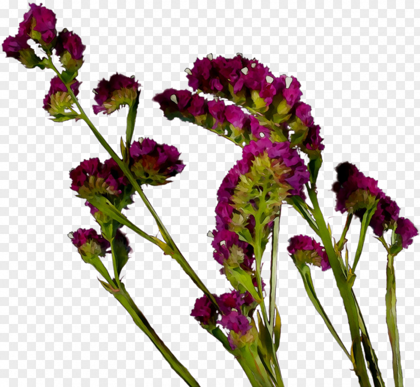 Vervain Annual Plant Herbaceous Amaranth Stem PNG